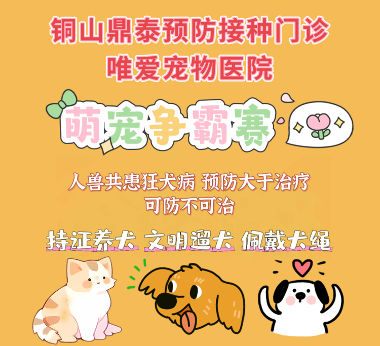 文明养犬之萌宠争霸赛活动